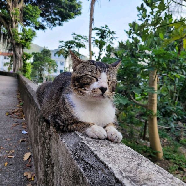 明知山有🐯偏向🐯山行