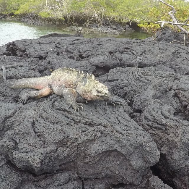 アシカやペンギンと触れ合えるガラパゴスのイザベラ島