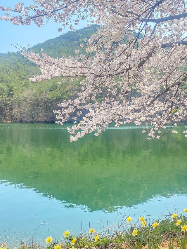 알고보니 벚꽃 맛집, 부안 개암사 벚꽃