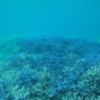 【パラオ】パラオの海でシュノーケル三昧