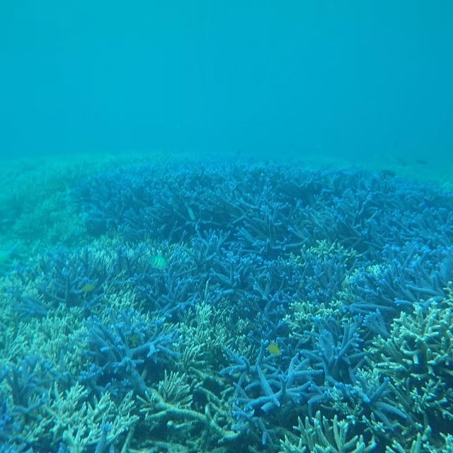 【パラオ】パラオの海でシュノーケル三昧
