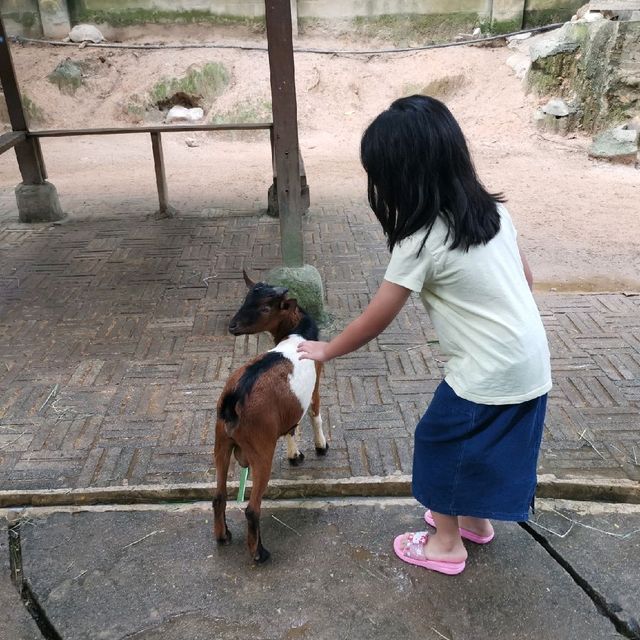 Farm in the city. The best place for kids. 