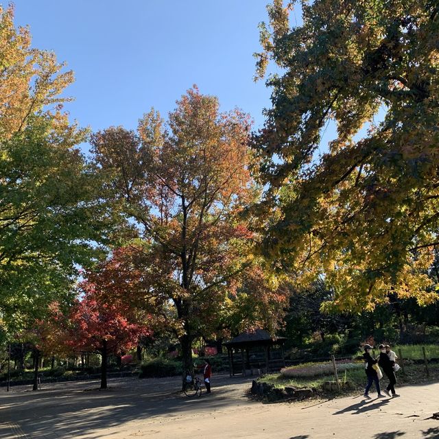 紅葉を見ることができる巨大な公園です