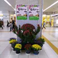 兵庫県！明石の菊花展覧会は素晴らしい