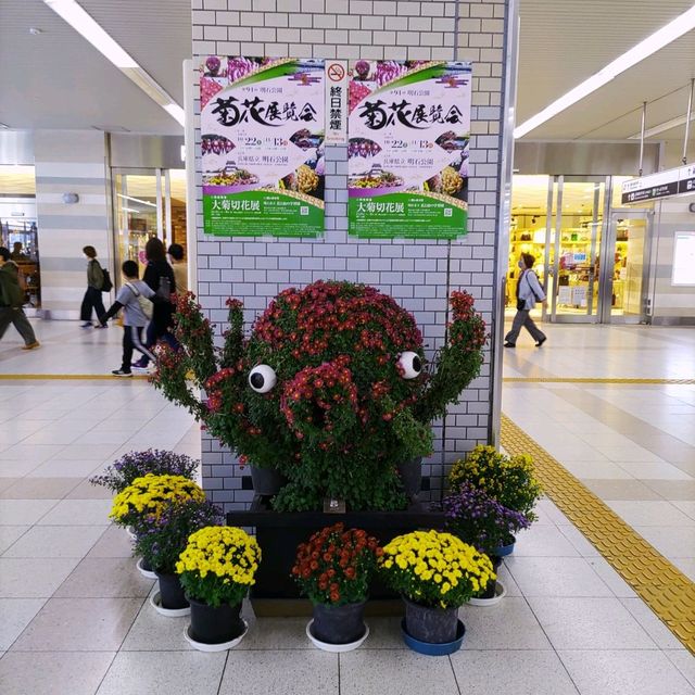 兵庫県！明石の菊花展覧会は素晴らしい
