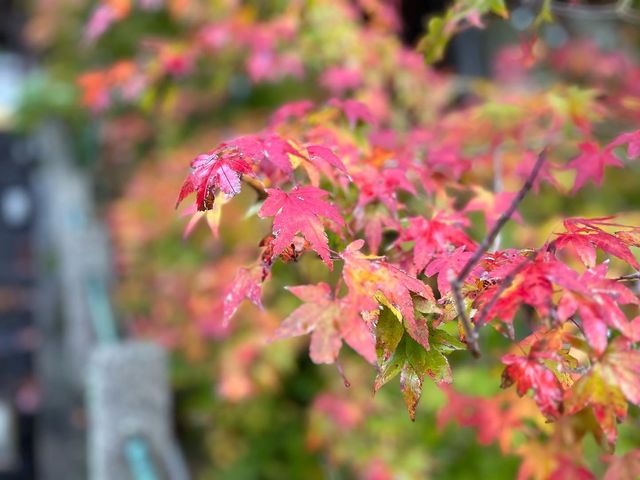 【和倉】映え映えな写真が撮れる「青林寺」