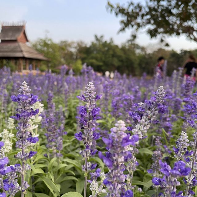 Suan Luang Rama IX Park