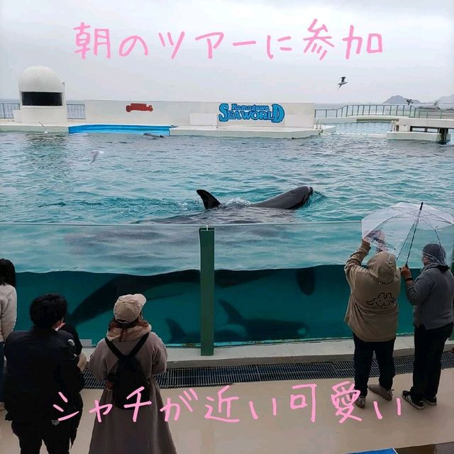 千葉県！海の生物に癒やされるホテル～鴨川シーワールドホテル～