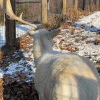 冬日白雪雪首爾動物園🫶🏻🫶🏻不一樣的體驗🤲🏻🙈