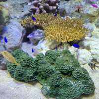 福岡親子遊：去水族館