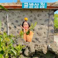 제주갬성하면 귤, 포토존 귤밭상점