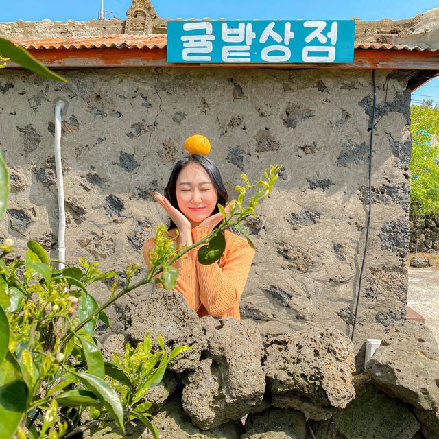 제주갬성하면 귤, 포토존 귤밭상점