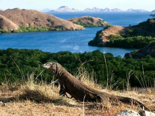 Komodo National Park