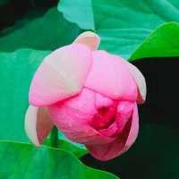千葉公園の大賀ハス #lotus