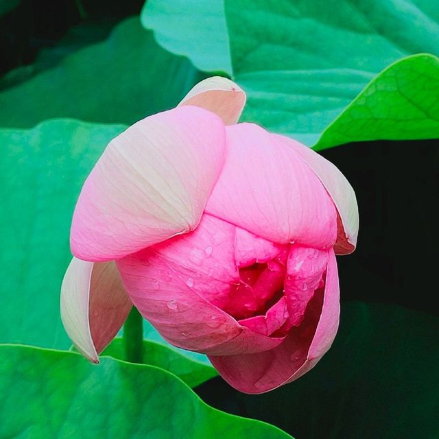 千葉公園の大賀ハス #lotus