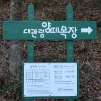 강원도 평창 한국의 알프스 '대관령 양떼목장'