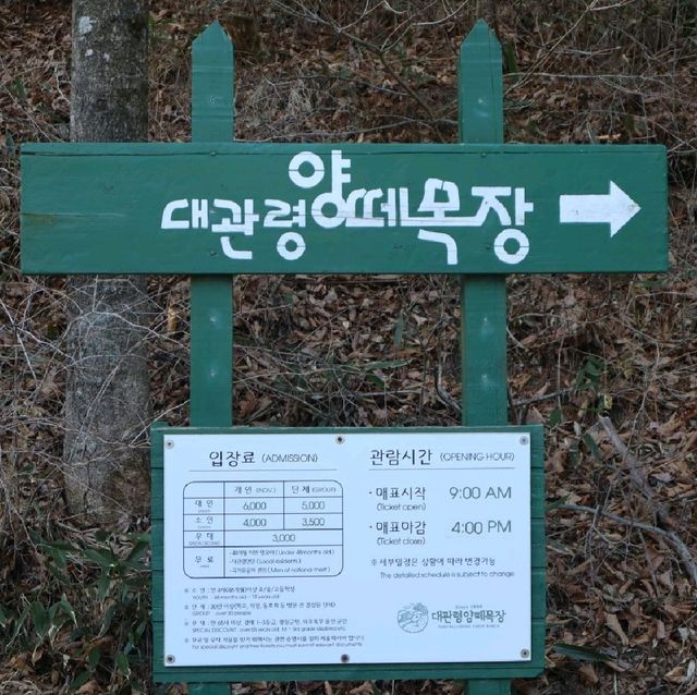 강원도 평창 한국의 알프스 '대관령 양떼목장'
