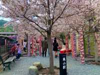 京都　KYOTO SAKURAめぐり❗️嵐電嵐山駅の桜に感動❗️足湯も⁈