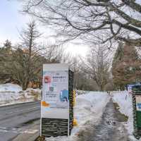 冬の北海道大学の並木