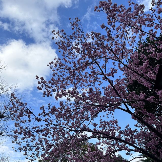 【東京】東京のど真ん中にある自然豊かな公園