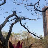 Tsing Yi Park- Spot of Autumn Leaves in the City