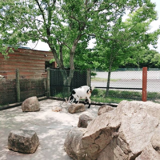 大型犬と山羊・ひつじにふれあえる！姫路セントラルパーク