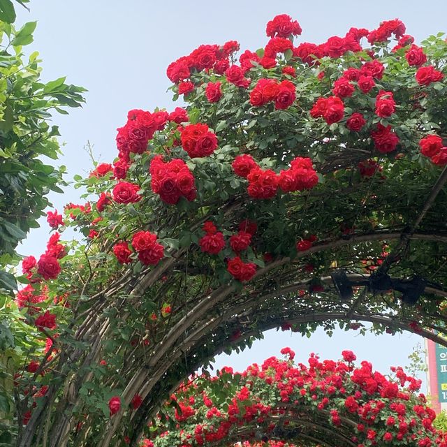 알록달록 장미를 만나볼 수 있는 중랑천 장미 축제 🌹