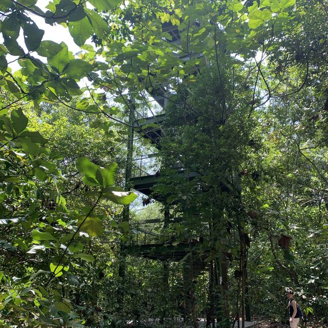 MacRitchie Reservoir & Treetop Hill Walk