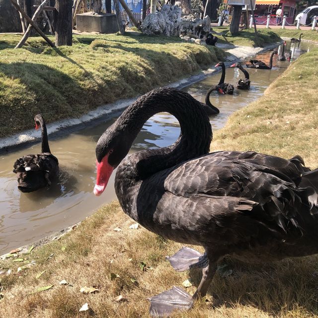 臺南頑皮世界動物園