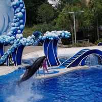 The Seaworld killer Whale show 