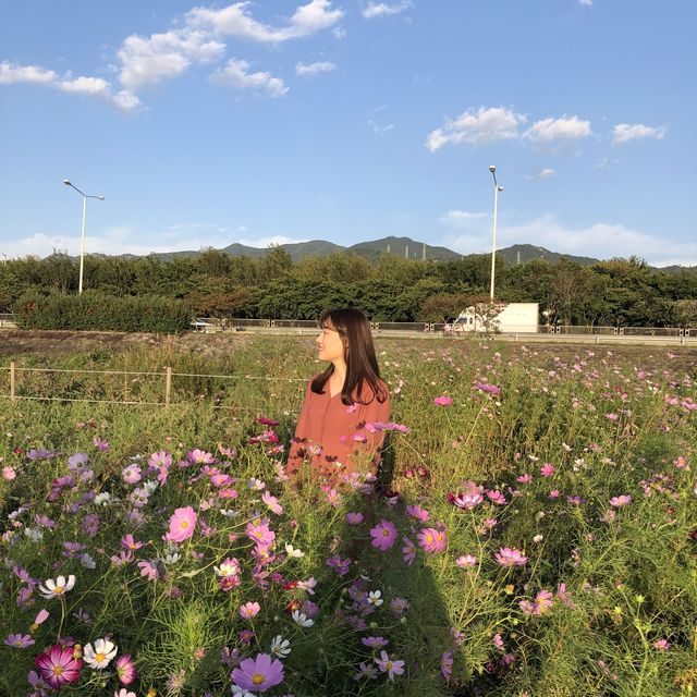 부산 코스모스 보러 가기 좋은 곳, '삼락생태공원'