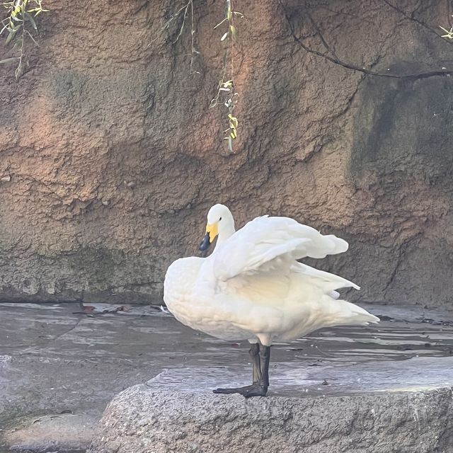 韓国【エバーランド】紅葉とハロウィンが楽しめる動物園🧡