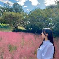 핑크 뮬리의 계절💗올림픽공원에서 만날 수 있어요