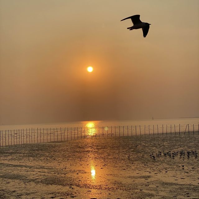 ให้อาหารนก ที่บางปู
