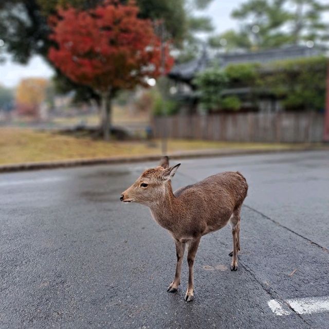 三年啦，餓親你哋啦！