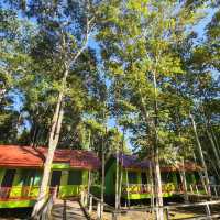 Stay near to forest, Eat near to River