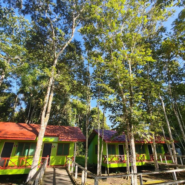 Stay near to forest, Eat near to River