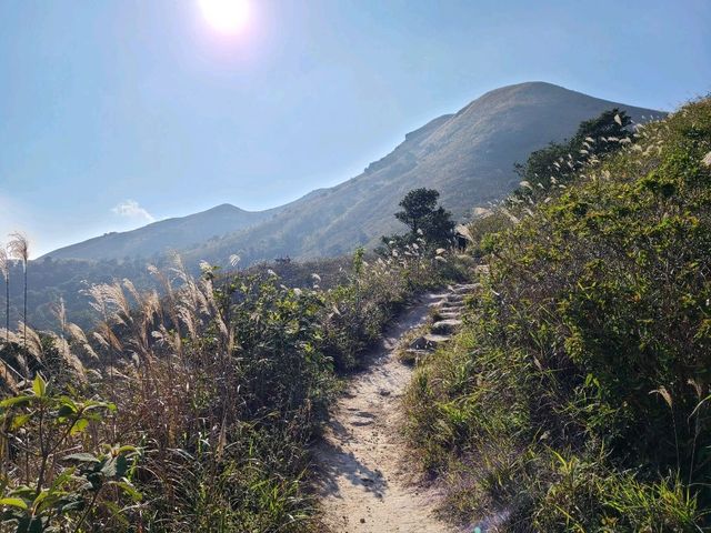 【秋冬賞芒系列~大東山🌾】