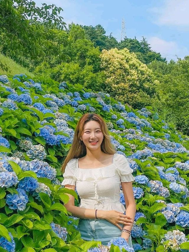 바다가 보이는 수국 가득한 이순신 공