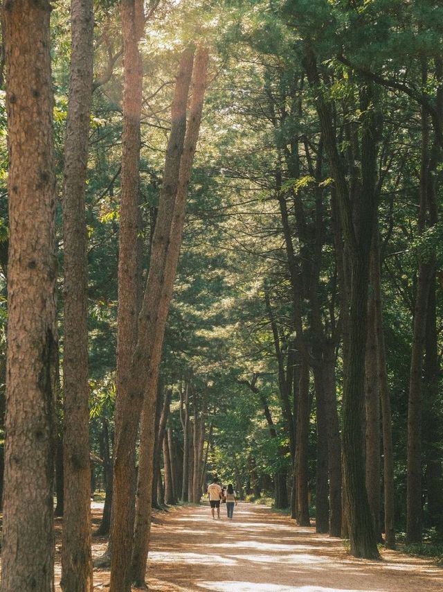 언제가도 이쁜 곳 ~ 나무가 쭉 뻣은 곳 - 춘천 남이섬
