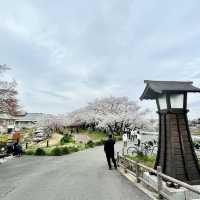 愛知県　清洲城の桜