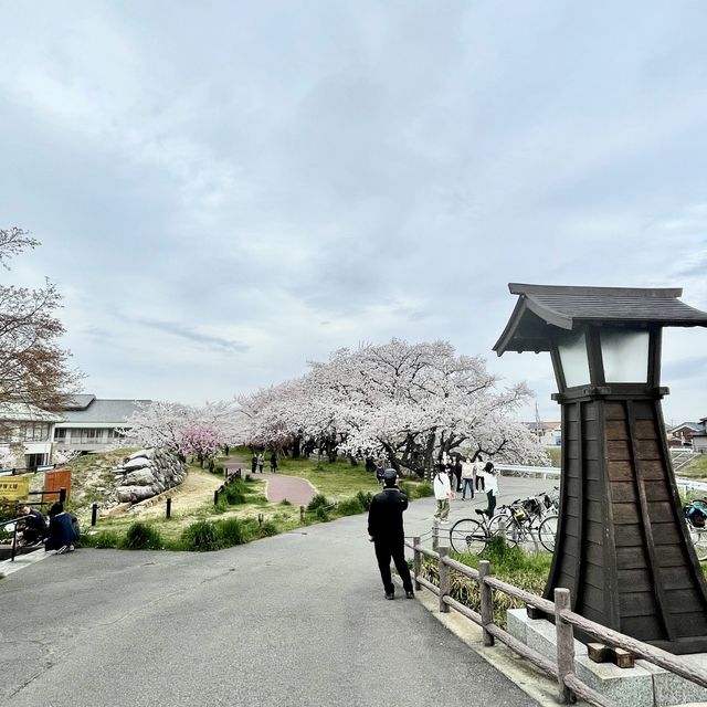 愛知県　清洲城の桜