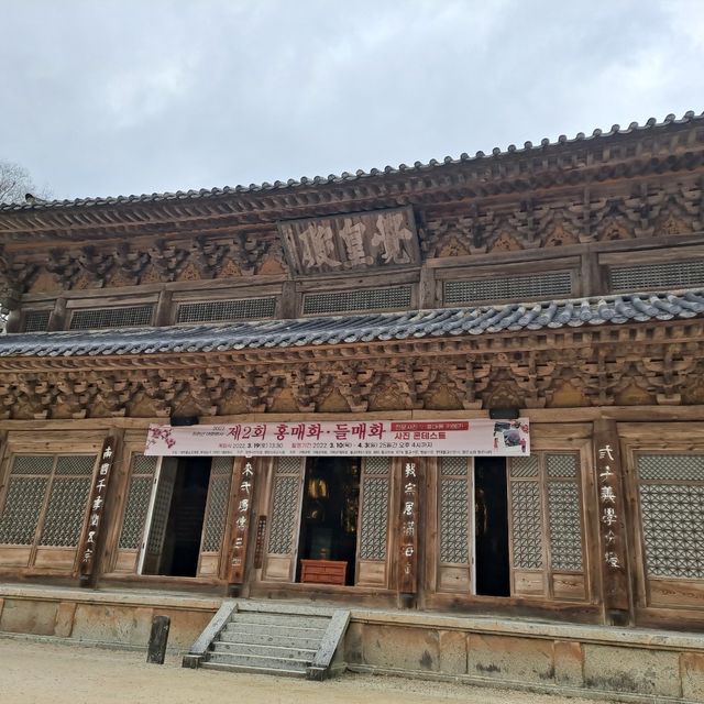 매화 명소 [구례 화엄사]