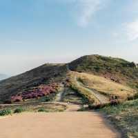 핑크물결이 넘치는 철쭉여행 , 황매산군립공원⛰