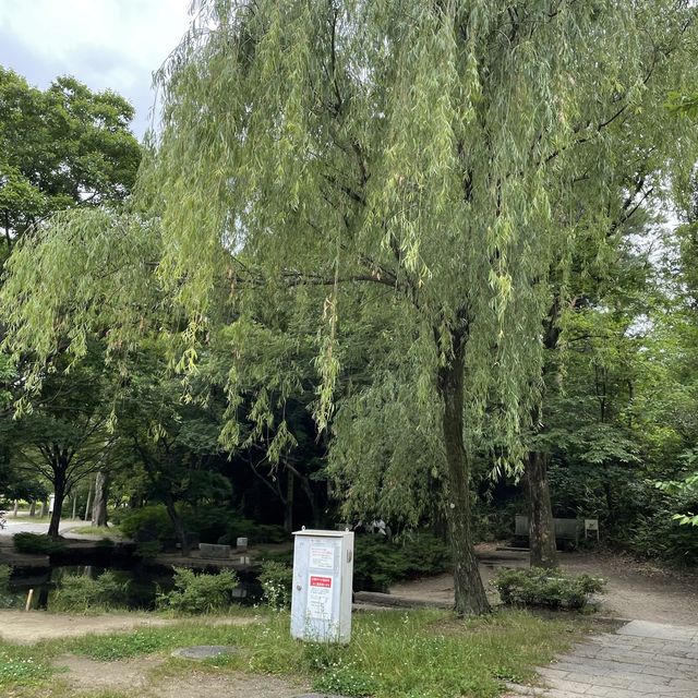 子鉄に最高広くてゆっくりできる梅小路公園