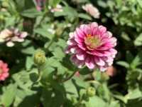 本地遊 ｜ 荔枝角公園 ｜賞花 ｜ 小百日草