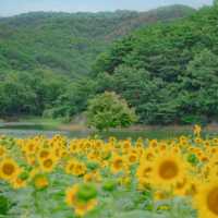 🌻해바라기와 하도지의 조화가 아름다운 [경주카페, 바실라]