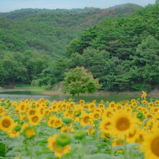 🌻해바라기와 하도지의 조화가 아름다운 [경주카페, 바실라]