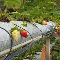 Big-Red Strawberry Farm