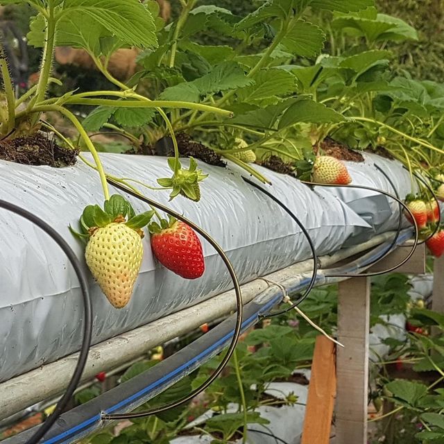 Big-Red Strawberry Farm